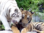 Tiger Lovers