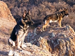 dogs in the mountains