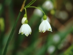 Snowdrops