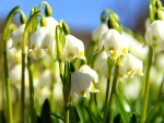 Snowdrops