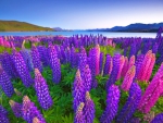 Lake Tekapo
