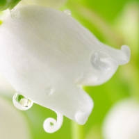 Dew drops in flower