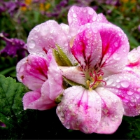 Dewin pink flowers