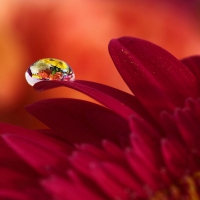 Dew drop in pink leaves