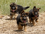 shepherd puppies