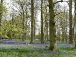 Bluebell Wood