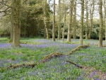 Fallen Tree and Bluebells.