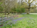 Fence and Bluebells 1