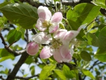 flowers apple
