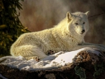 PAINTED WHITE WOLF