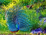 Peacock