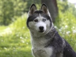 Husky
