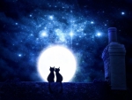 Kittens Romantic Night