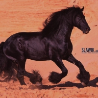 Friesian Stallion Gallop