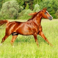 American Quarter Horse