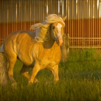 Palomino Gypsy Vanner