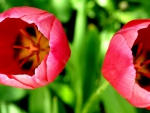 Red Tulips