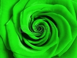 Lovely green rose