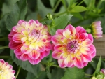 Dahlias