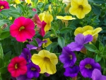 Coloured Flowers!