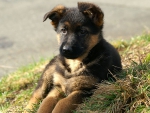 German Shepherd Puppy