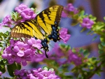 Swallowtail