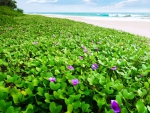 Beach morning glory