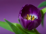 Tulip