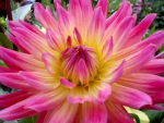 ~ Dahlia in full bloom ~