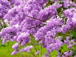 Luscious lilac