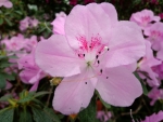 Azalea in Bloom