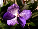 ~ Purple speckled Orchid ~