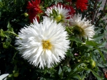 ~ White Dahlias ~
