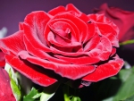 Red Rose ~ â™¥â™¥
