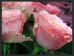 Pink Roses!