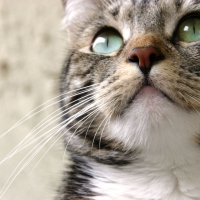 Close up Kitty