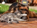 cat and dog friends