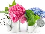 Hydrangea Bouquets
