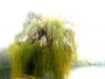 soft weeping willow