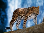 Amur leopard