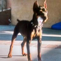 Frodo and his cat toy