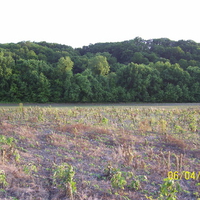 The Bar Hollow Hillside