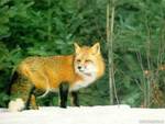 narnia fox