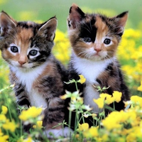 Kittens