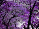 Purple tree