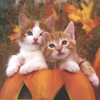 Halloween Kitten