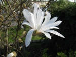 White Flower