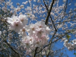 Cherry Bloom