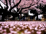 Sakura Park