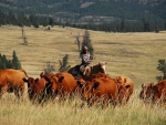 Cowgirl Herding Cattle